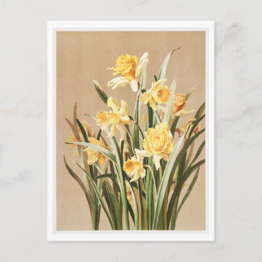 daffodil Briefkaart (Voorkant)