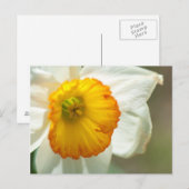 Daffodil Briefkaart (Voorkant / Achterkant)