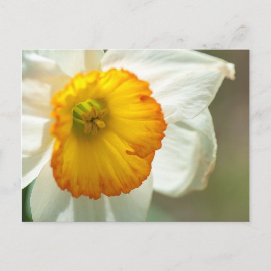 Daffodil Briefkaart (Voorkant)