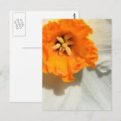 Daffodil Briefkaart (Voorkant / Achterkant)