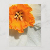 Daffodil Briefkaart (Voorkant)