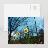 Daffodil Briefkaart (Voorkant / Achterkant)