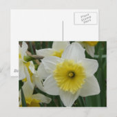 daffodil briefkaart (Voorkant / Achterkant)