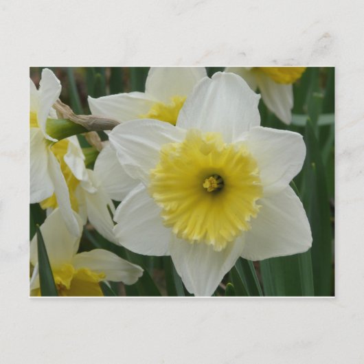 daffodil briefkaart (Voorkant)