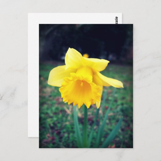 Daffodil Briefkaart (Voorkant / Achterkant)