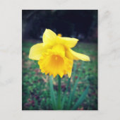 Daffodil Briefkaart (Voorkant)