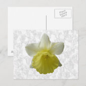 Daffodil-Briefkaart Briefkaart (Voorkant / Achterkant)