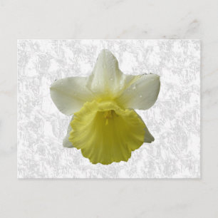 Daffodil-Briefkaart Briefkaart