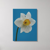 Daffodil Canvas Print (Voorkant)