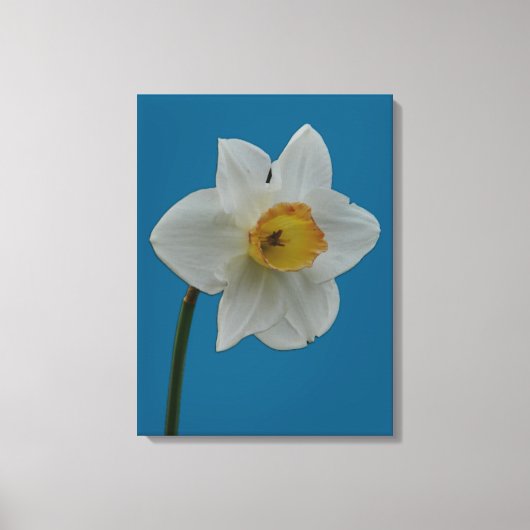 Daffodil Canvas Print (Voorkant)