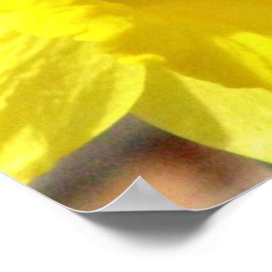 Daffodil Classic Poster afdrukken (Hoek)