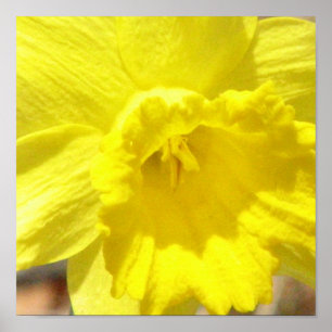 Daffodil Classic Poster afdrukken