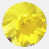 Daffodil Classic Sticker (Voorkant)