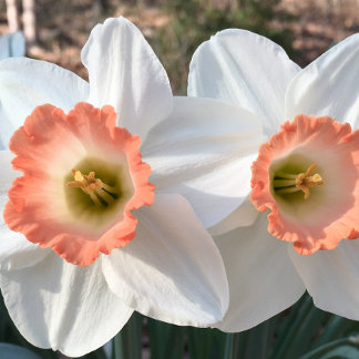 Daffodil congrat twins wenskaart kaart