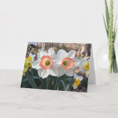Daffodil congrat twins wenskaart kaart (Voorkant)
