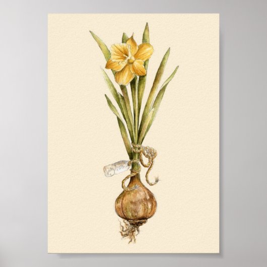Daffodil Daydroom - Poster (Voorkant)
