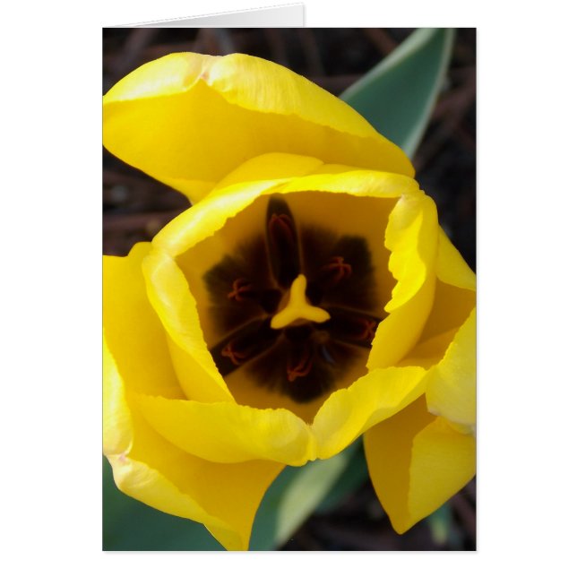 Daffodil Daze (Voorkant)