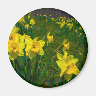 Daffodil Delight Magneet