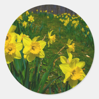 Daffodil Delight Ronde Sticker