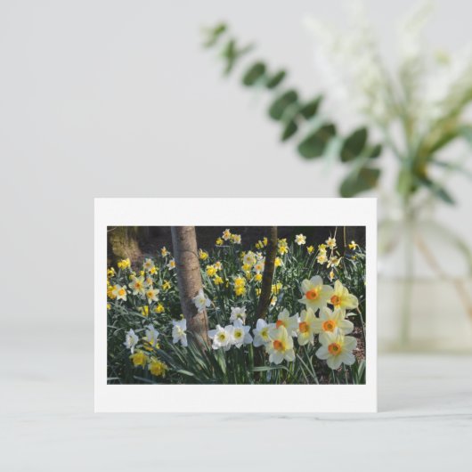 Daffodil Dell: Cheshire, Briefkaart Engeland (Staand voorkant)