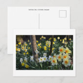 Daffodil Dell: Cheshire, Briefkaart Engeland (Voorkant / Achterkant)