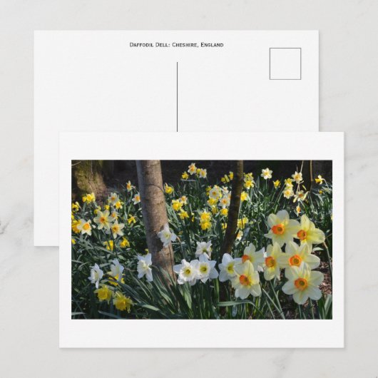 Daffodil Dell: Cheshire, Briefkaart Engeland (Voorkant / Achterkant)