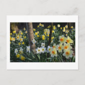 Daffodil Dell: Cheshire, Briefkaart Engeland (Voorkant)