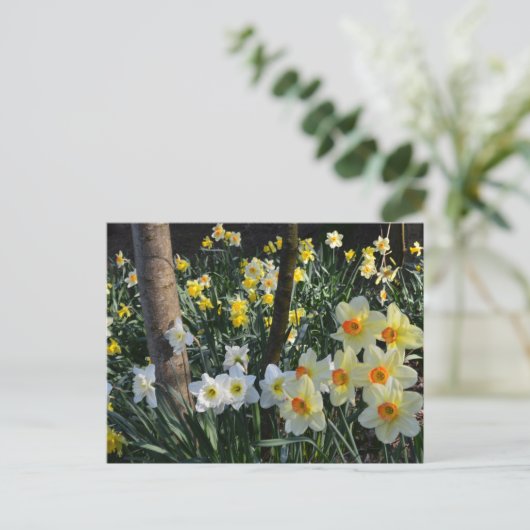 Daffodil Dell: Cheshire, Briefkaart Engeland (Staand voorkant)