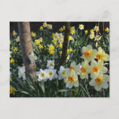 Daffodil Dell: Cheshire, Briefkaart Engeland (Voorkant)