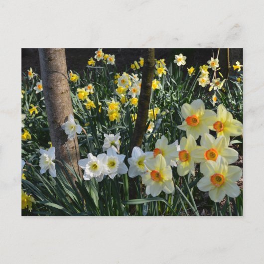 Daffodil Dell: Cheshire, Briefkaart Engeland (Voorkant)