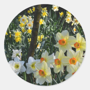 Daffodil Dell: Cheshire, Engeland ansichtkaart Ronde Sticker