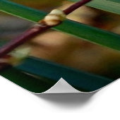 Daffodil & Easter wishes Poster (Hoek)