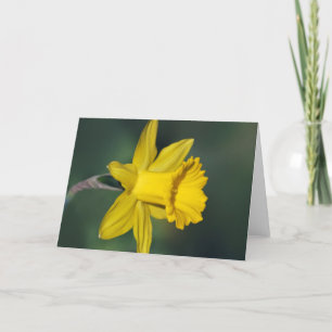 Daffodil en betekenis ervan feestdagen kaart