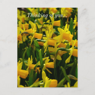 Daffodil Familie denkt aan je Briefkaart