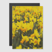 Daffodil Field Briefkaart Magnet (Voorkant / Achterkant)