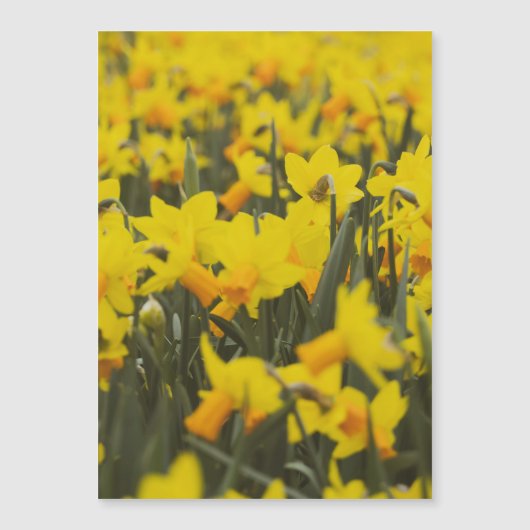 Daffodil Field Briefkaart Magnet (Voorkant)