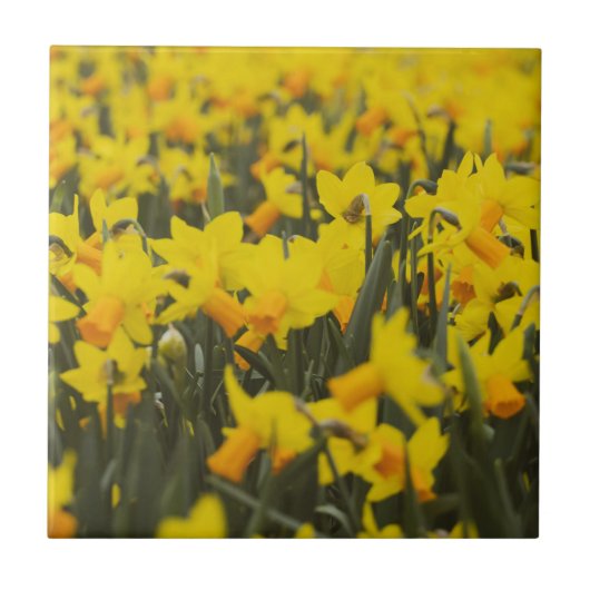 Daffodil Field Tegeltje (Voorkant)