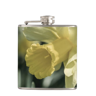 Daffodil Flower Photography Heupfles