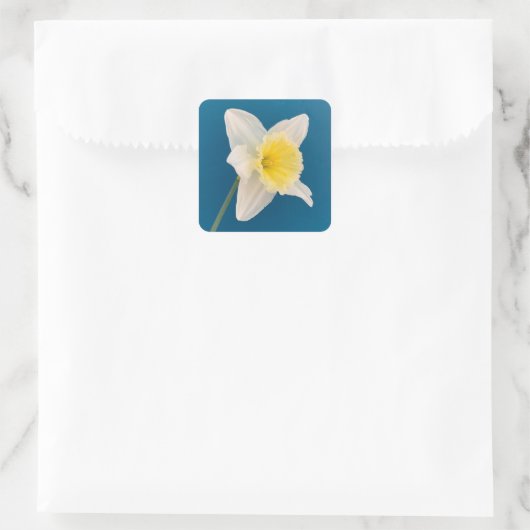 Daffodil, Flower, Spring Vierkante Sticker (Tas)