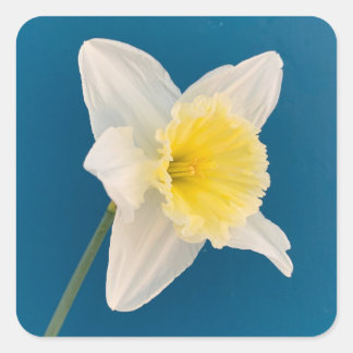 Daffodil, Flower, Spring Vierkante Sticker
