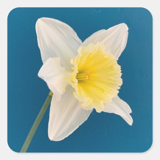 Daffodil, Flower, Spring Vierkante Sticker (Voorkant)