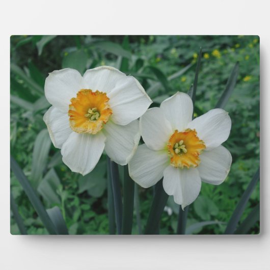 Daffodil Flowers Fotoplaat (Voorkant)