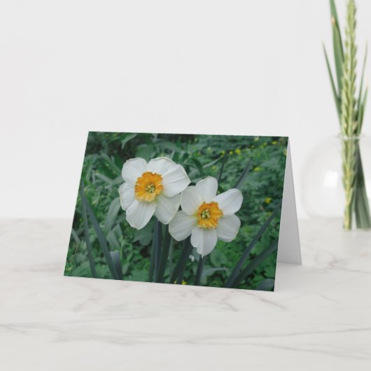 Daffodil Flowers Kaart (Voorkant)