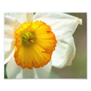 Daffodil Foto Afdruk