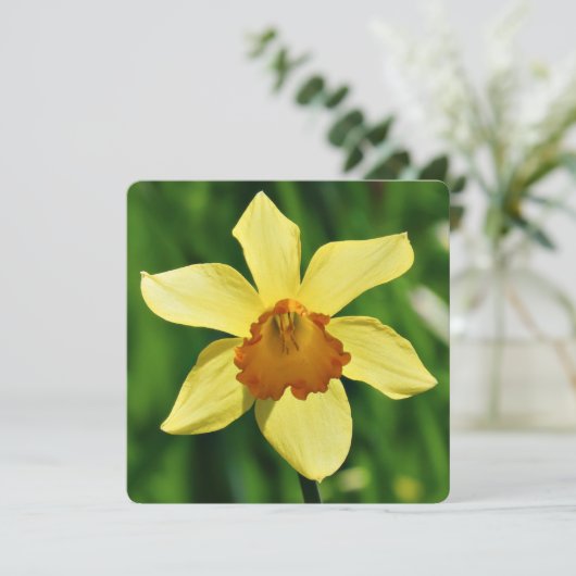 Daffodil Groeten Kaart (Staand voorkant)