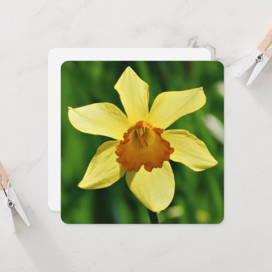 Daffodil Groeten Kaart (Voorkant / Achterkant in situ)
