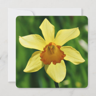 Daffodil Groeten Kaart