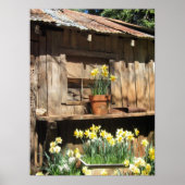 Daffodil Hill Barn Poster (Voorkant)