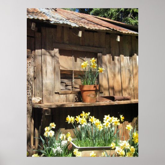 Daffodil Hill Barn Poster (Voorkant)