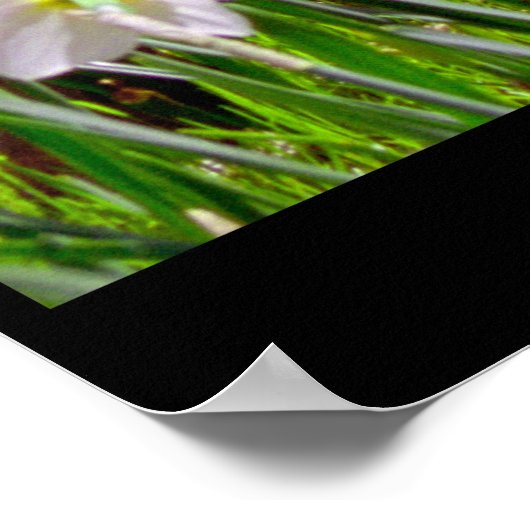 Daffodil Hill Poster (Hoek)